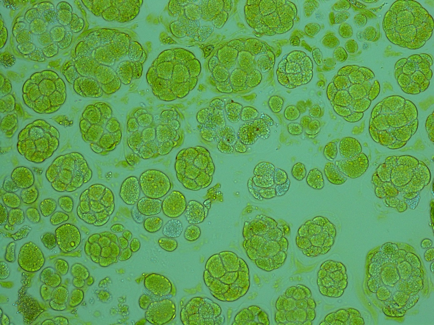 Algae
