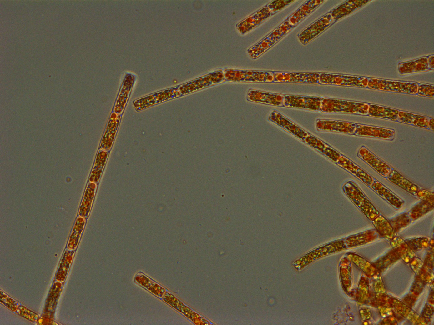 ALgae