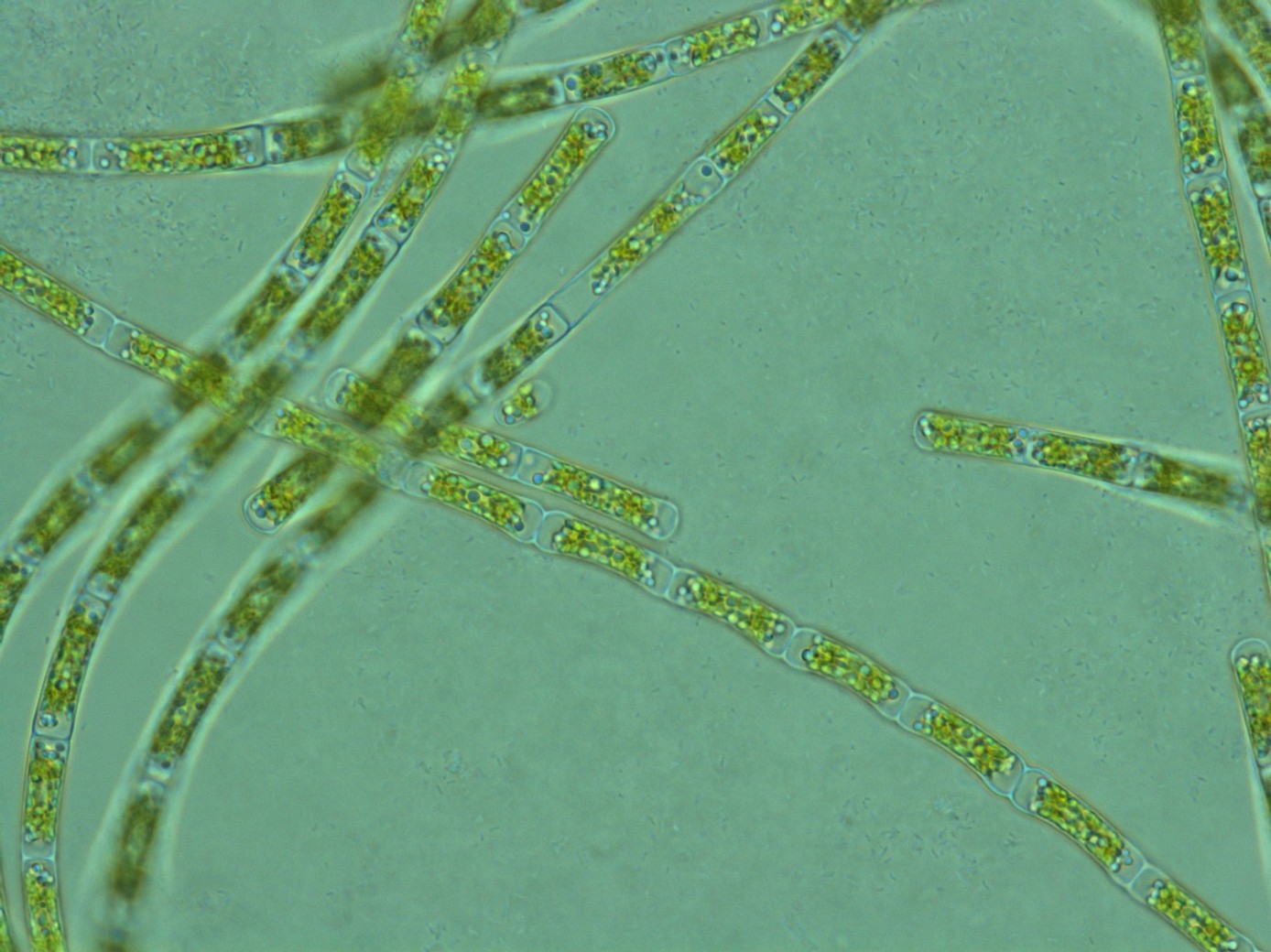 Algae