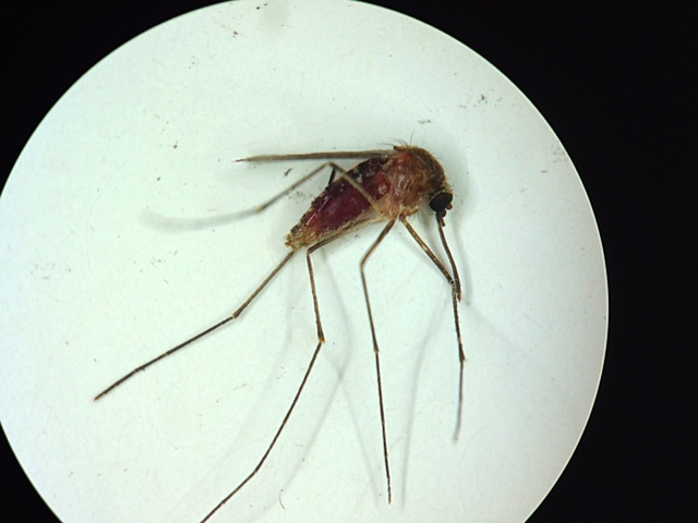 Mosquito