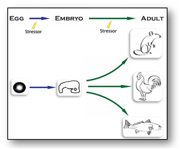 Developmental trajectory