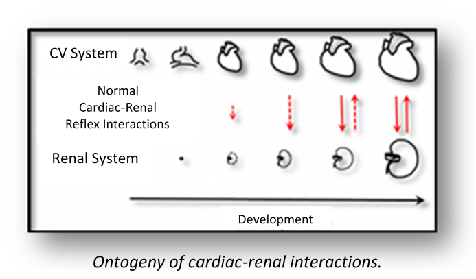 https://biology.unt.edu/sites/biology.unt.edu/files/users/mb0332/heart-renal_interaction.png