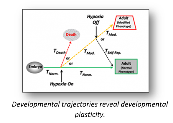 developmental trajectory