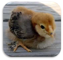 https://biology.unt.edu/sites/biology.unt.edu/files/users/mb0332/Newly%20hatched%20chick.jpg