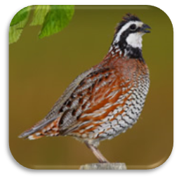 https://biology.unt.edu/sites/biology.unt.edu/files/users/mb0332/Coturnix%20quail.jpg