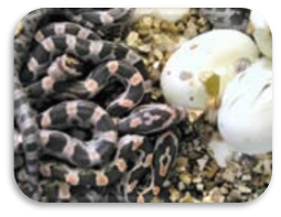 https://biology.unt.edu/sites/biology.unt.edu/files/users/mb0332/cornsnake_hatchling_004.jpg