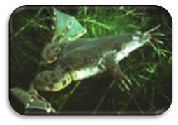 https://biology.unt.edu/sites/biology.unt.edu/files/users/mb0332/Adult%20Xenopus.jpg