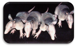 https://biology.unt.edu/sites/biology.unt.edu/files/users/mb0332/Armadillo%20quads.jpg