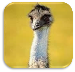 https://biology.unt.edu/sites/biology.unt.edu/files/users/mb0332/Emu%20head%20shot.jpg