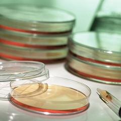 Decorative Petri dish photo